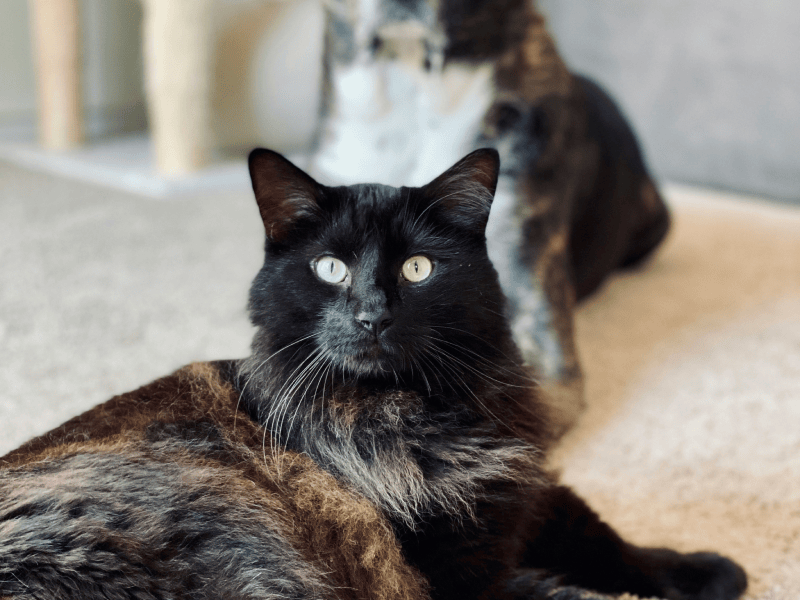 Learn more about the carpet cleaning service provided by Plains Floor and Window Covering in Riverton, WY today