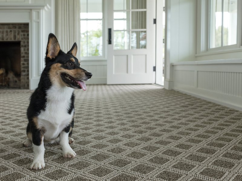 Small dog sitting on carpet in modern home